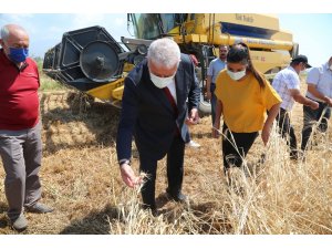 Başkan Atay’dan Karakılçık Buğdayı hasadı