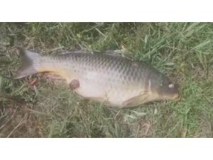 Ömerli barajında balık ölümleri korkuttu