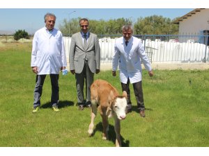 Montofon cinsi inek embriyo transferiyle simental cinsi buzağı doğurdu