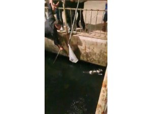 Denize düşen kedi balıkçı kepçesiyle kurtarıldı