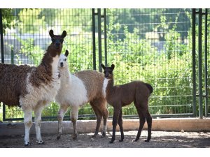 Malatya Hayvanat Bahçesi ziyarete açıldı