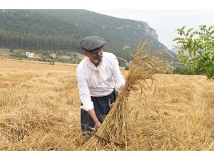 Tarsus’ta kunduru buğdayının son hasadı yapıldı