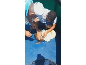 Yavru kaplumbağayı deniz temizlik ekipleri kurtardı