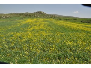 Kars'ta tarlalarda açan 'sarı çiçekler' görsel şölen sundu - Vimarsana News