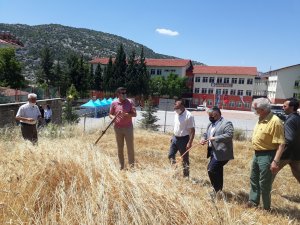 Akseki MYO’da buğday hasatı yapıldı