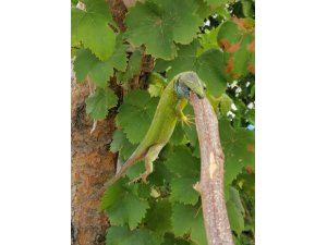 Kedilerinin oynadığı yeşil kertenkeleyi görünce ne yapacaklarını şaşırdılar