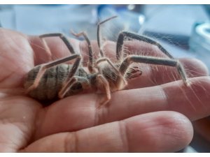 Hakkari’de yeni böğü böceği türü keşfedildi