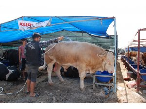 İzmir’de kurban pazarı hareketliliği