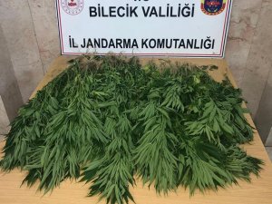 Bal kabağı tarlası içine kenevir bitkisi diken şahıs yakalandı