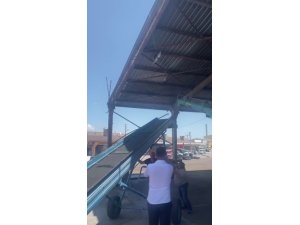 İpte asılı kalan güvercini esnaf kurtardı