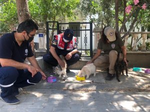 Balıkesir'de sokak hayvanları için özel timler kuruldu - Vimarsana News