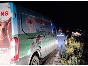 Bayburt’ta yaralı ata “Haybulans” ile müdahale edildi