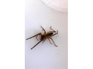 Konya’da bir evde ortaya çıkan “et yiyen örümcek” paniğe neden oldu