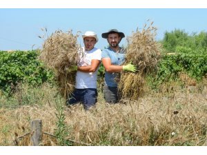 Nilüfer’de ekolojik buğdayda hasat dönemi