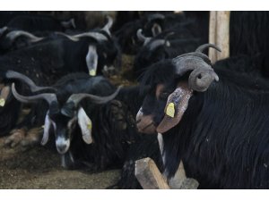 Keçi fiyatları el yakıyor