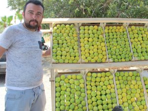 Aydın’ın milli meyvesi incir tezgahlarda yerini aldı