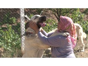 Anadolu ırkı çoban köpekleri heybetleriyle dikkat çekiyor
