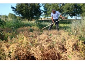 Burçak hasadı geleneksel yöntemlerle yapıldı