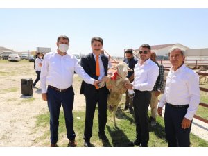 Hibe destekli damızlık koçlar törenle teslim edildi