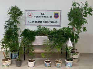 Tokat’ta uyuşturucu madde operasyonları: 3 gözaltı
