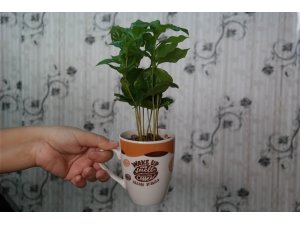 Kahve severlerin favorisi bu bitki - Vimarsana News