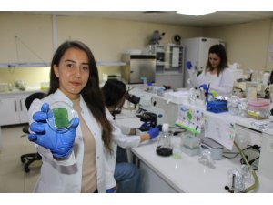 Amasya Üniversitesinden diyabetik yaralara umut olacak çalışma