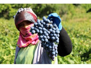 Cimin üzümü tezgahtaki yerini almaya başladı - Vimarsana News