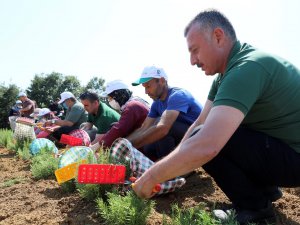 Kocaeli'de çiftçilerin yeni umudunda ilk hasat yapıldı - Vimarsana News