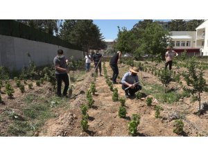 Endemik Erciş üzümü gelecek nesiller için toprakla buluşturuldu