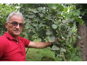 "Fındık pazara inmeden fındık fiyatı açıklansın" çağrısı - Vimarsana News