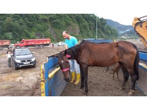 Artvin’de bir tırın dorsesinde ölüme terk edilen atlar yediemin olarak Ardanuç ilçesinde bir çiftliğe gönderildi
