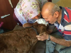 Selde annesi telef olan buzağıya gözü gibi bakıyor - Vimarsana News