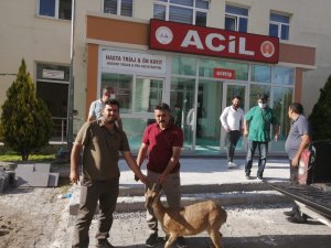 Gözlerinde sorun olan yaban keçisi tedavi altına alındı - Vimarsana News