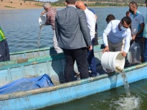 Isparta'da su kaynaklarına 933 bin 720 adet balık bırakıldı - Vimarsana News