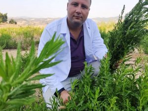 Yapışkan Andız Otu kanser hastalarının aradığı bitki oldu