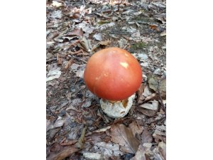 Fesleğen ve yumurta mantarı köylülere ek gelir kapısı oldu