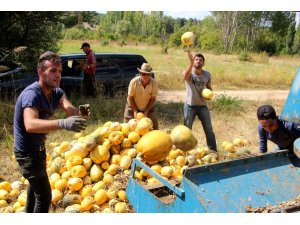 Beyşehir’de genç çiftçiler deneme amaçlı çekirdeklik kabak yetiştirdi