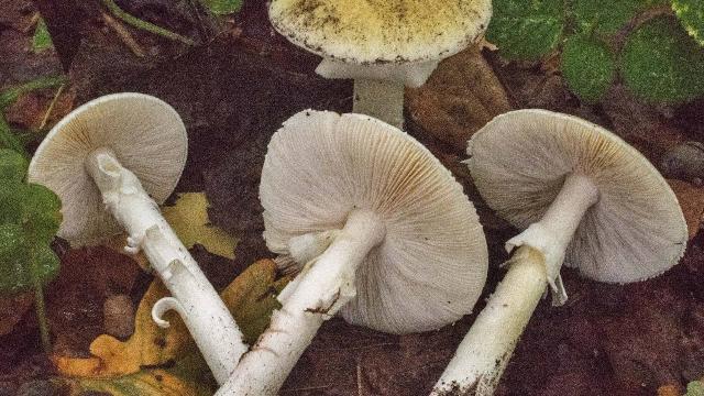 Doğu Karadeniz'de mantar zehirlenmeleri arttı - Vimarsana News