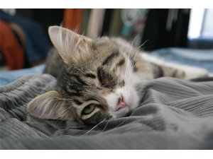 Kimsenin istemediği tek gözü kör kedi bir mağazanın gözbebeği oldu