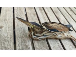 Nesli tükenmek üzere olan balaban kuşu yaralı halde bulundu