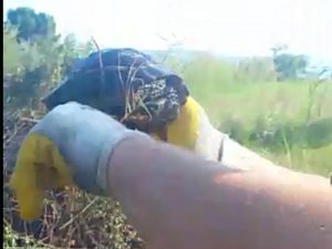 Kaplumbağa yanmaktan son anda kurtarıldı