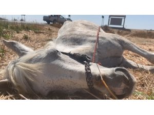 Kazada yaralanan at ölüme terk edildi