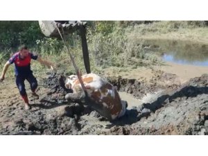 Bingöl’de çamurda mahsur kalan ineği itfaiye ekipleri kurtardı