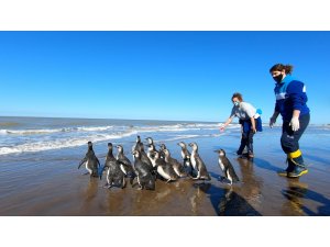 Arjantin’de iyileştirilen 14 penguen okyanusa bırakıldı