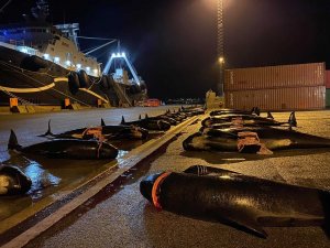 Faroe Adaları’nda 53 yunus daha katledildi