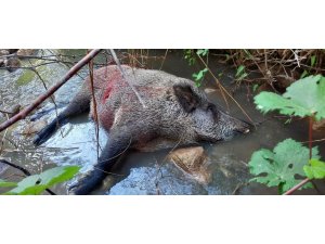 Gercüş’te domuzlar köylülerin kabusu oldu