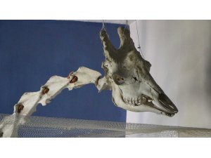 Elazığ’da 50 çeşit hayvanın anatomik yapısının bulunduğu müzede, Türkiye’de ilk olan zürafa iskeleti yer alıyor