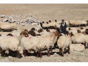 Çoban bile çobana kız vermeyince, kırsaldaki gençler başka işlere yöneliyor