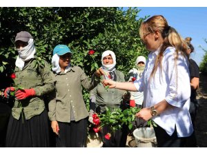 Dünya Kadın Çiftçiler Günü’nde tarlada çalışırken gül alan kadınlar şaşırdı