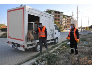 Akşehir Belediyesi sahipsiz sokak hayvanlarını kısırlaştırıyor